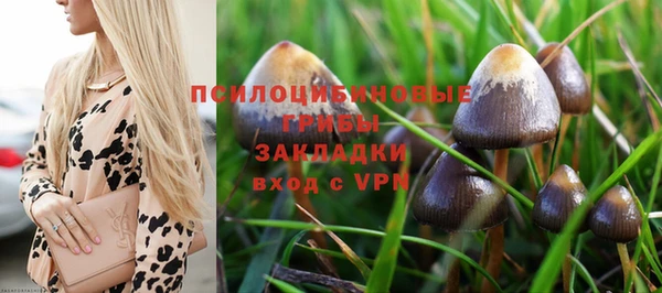 стаф Каменногорск